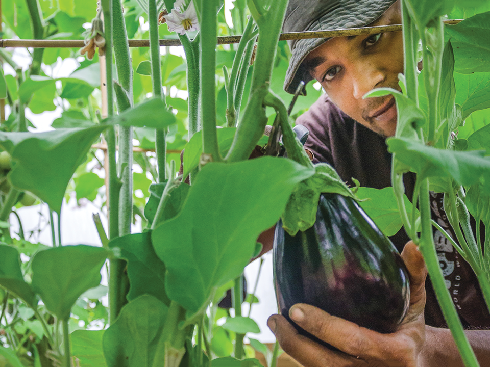 ¡Cinco formas de cultivar plantas más grandes!