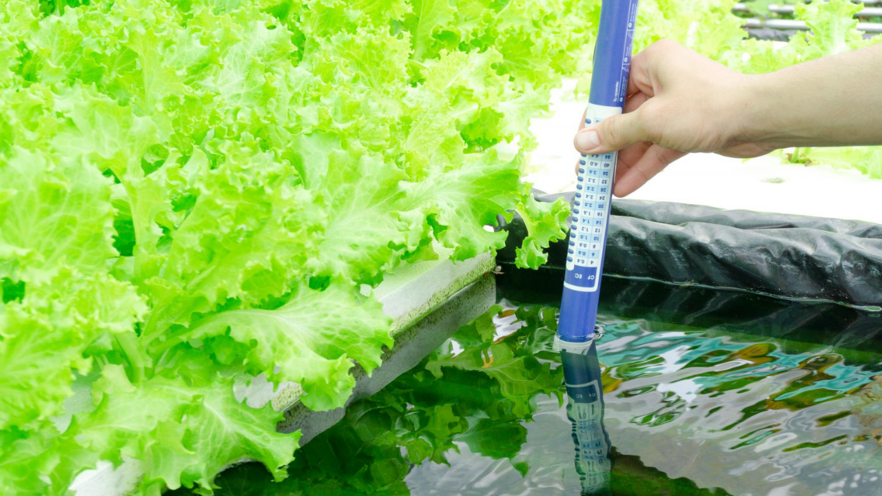 Dominando la CE: La guía sin estrés para la potenciación del fertilizante en hidroponía