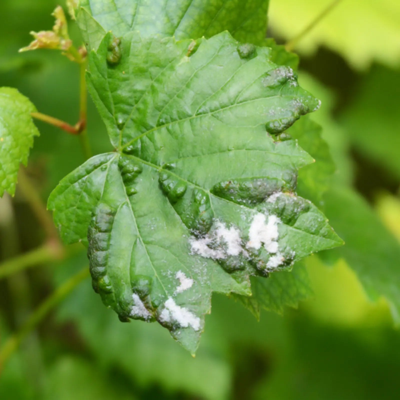 Powdery Mildew Control