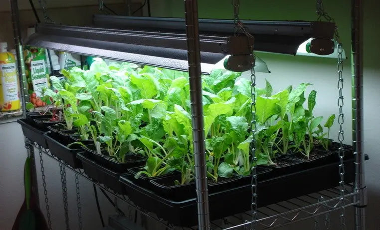 Propagation Grow Lights
