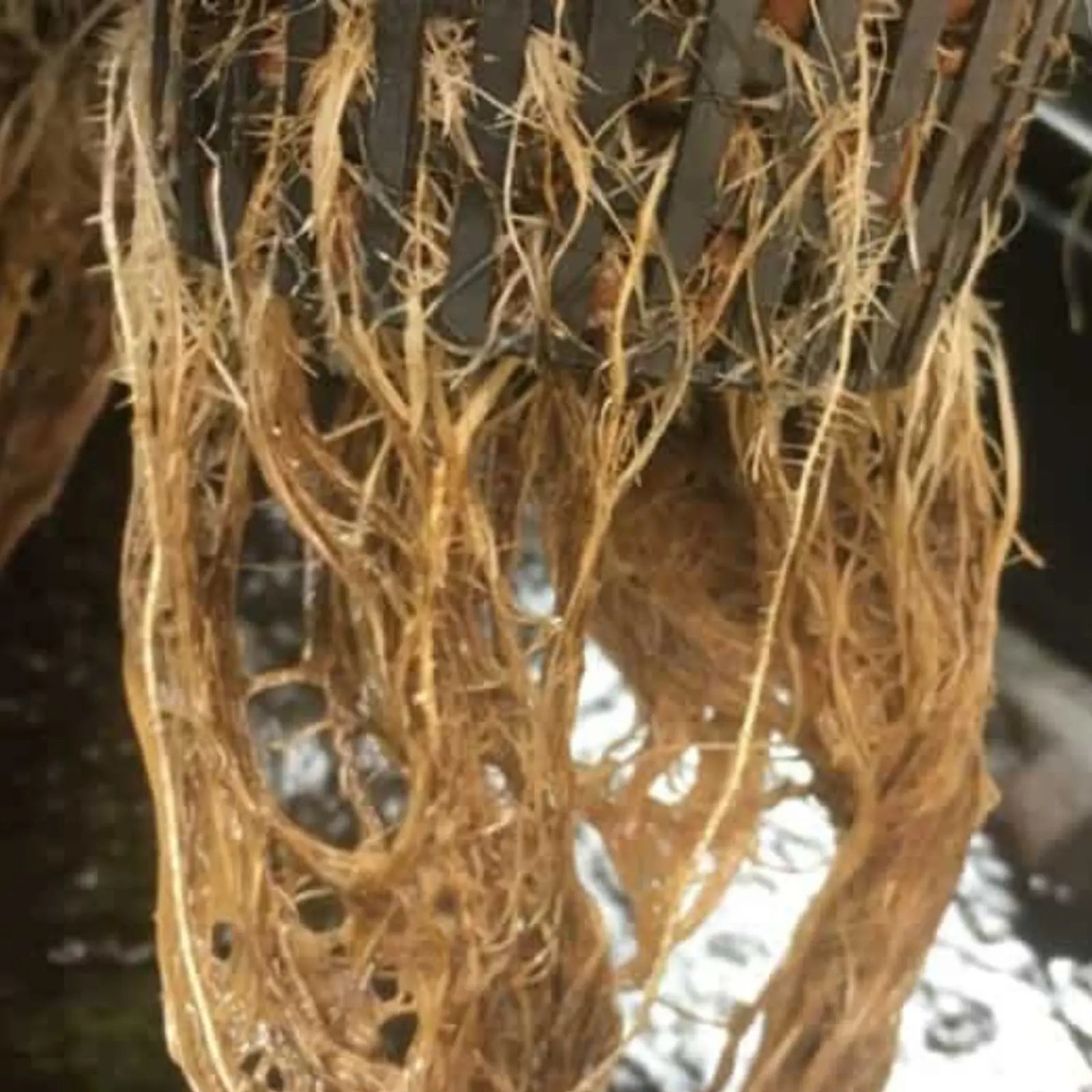 Plant Root Disease Control