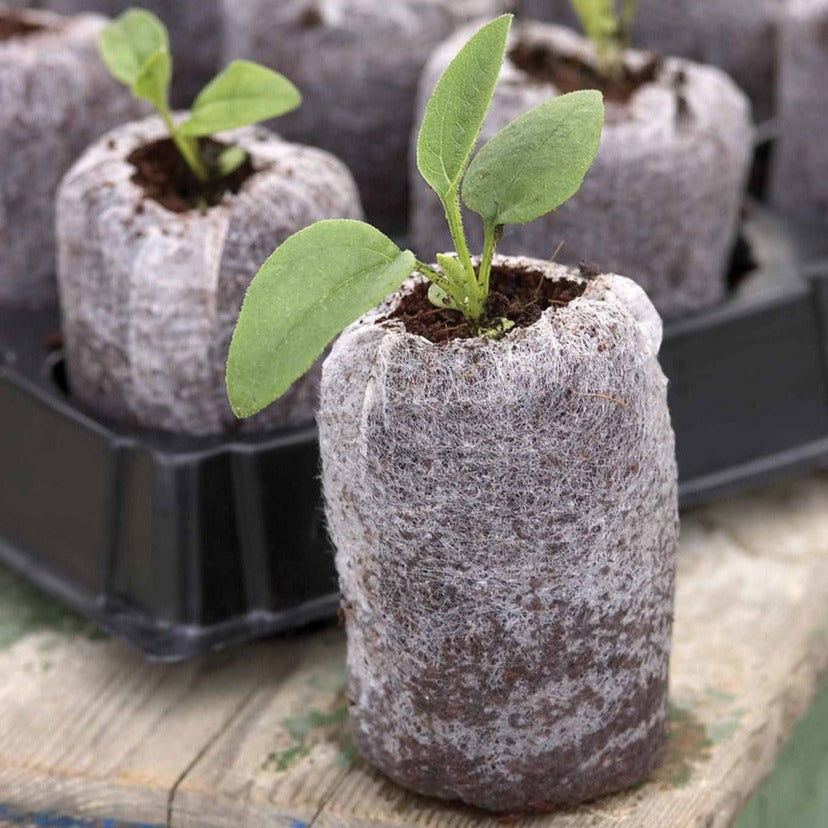 Pellets de turba Jiffy