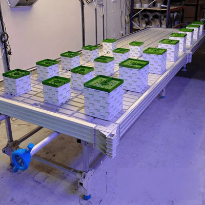 Wachsen 4ft Rolling Benches with Trays