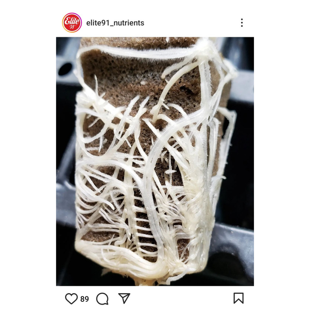 Elite 91 Clones 16 fl oz: Solución líquida de enraizamiento para esquejes más rápidos y fuertes