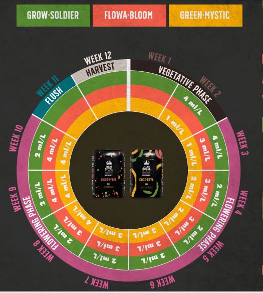 Juju Royal - Floración Flowa