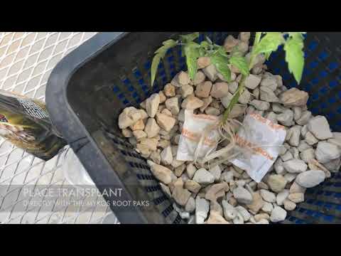 Xtreme Gardening Mykos Root Paks (50 sachets)