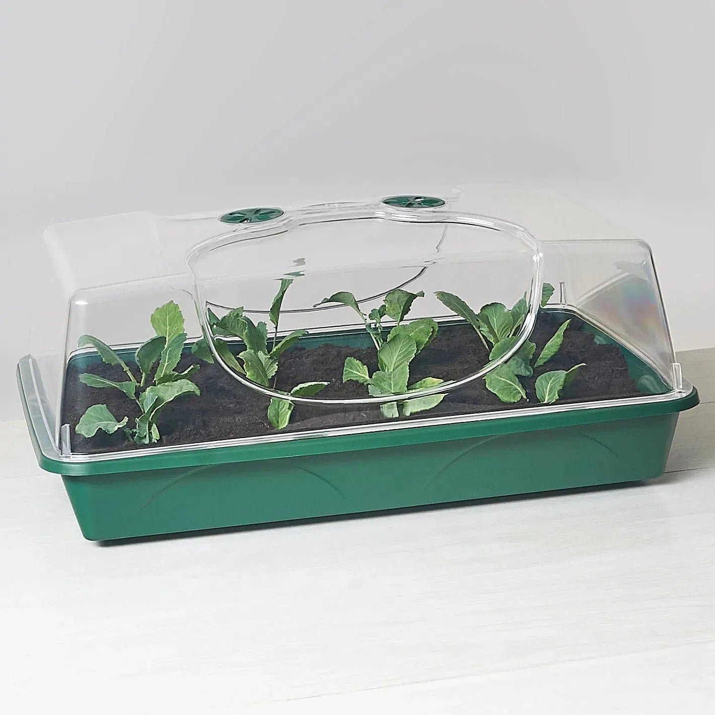 Large Domed Propagator