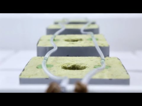 FloraFlex Plunge Drippers 1gph 6 Pack