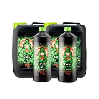 Buddhas Tree Coco AB