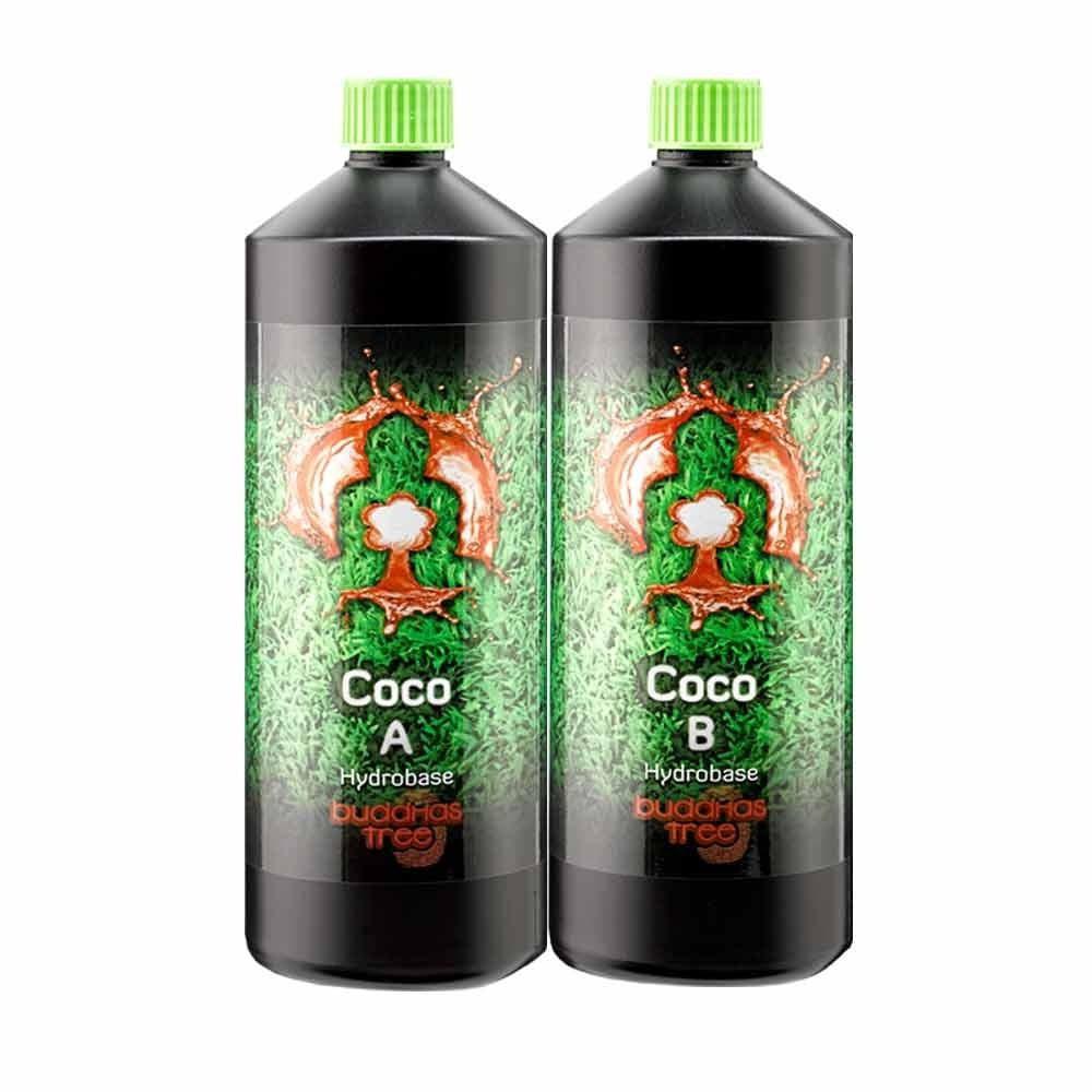 Buddhas Tree Coco AB