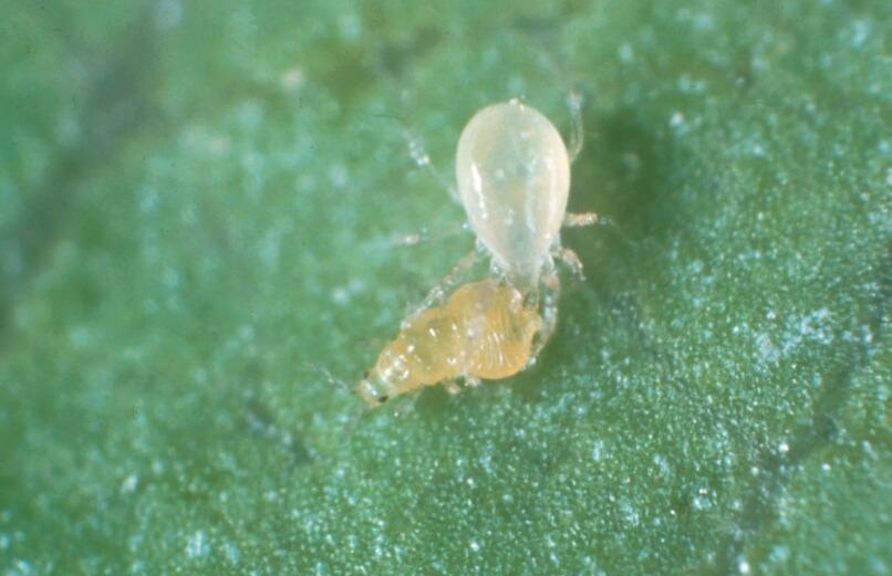 Pest & Diseases Amblyseius cucumeris - Loose Predators 1Ltr Tube for Thrips