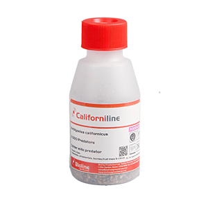 Californiline - Spider Mite Predators