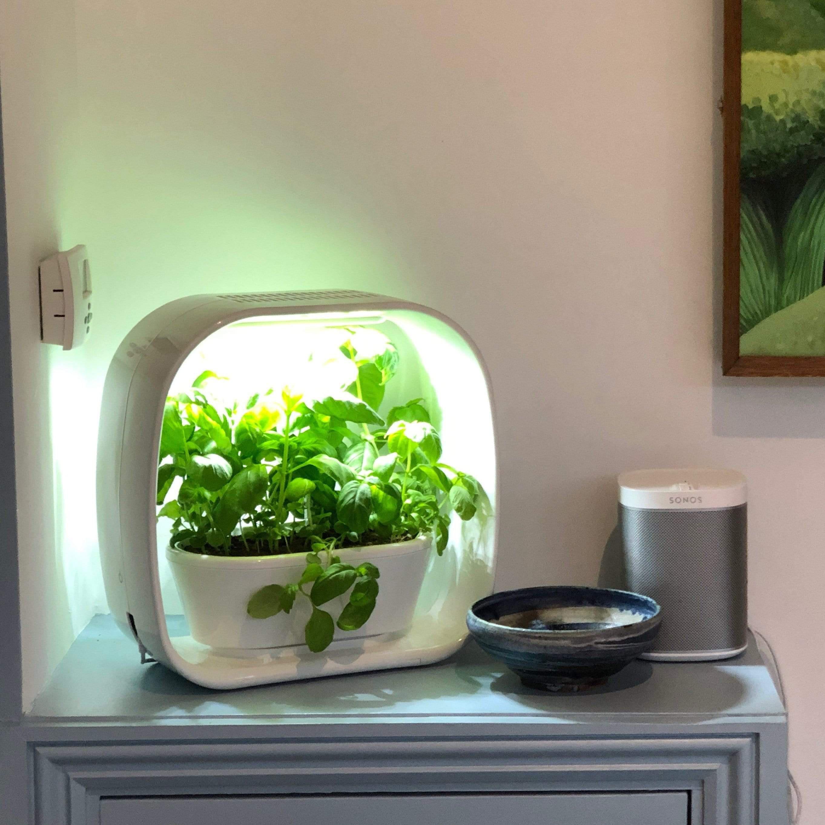 ¡Jardín de hierbas PLANT!T