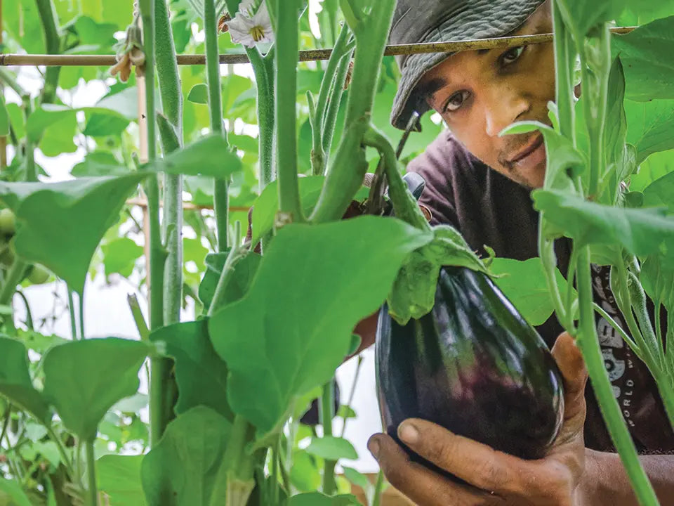 Five Ways To Grow Bigger Plants!