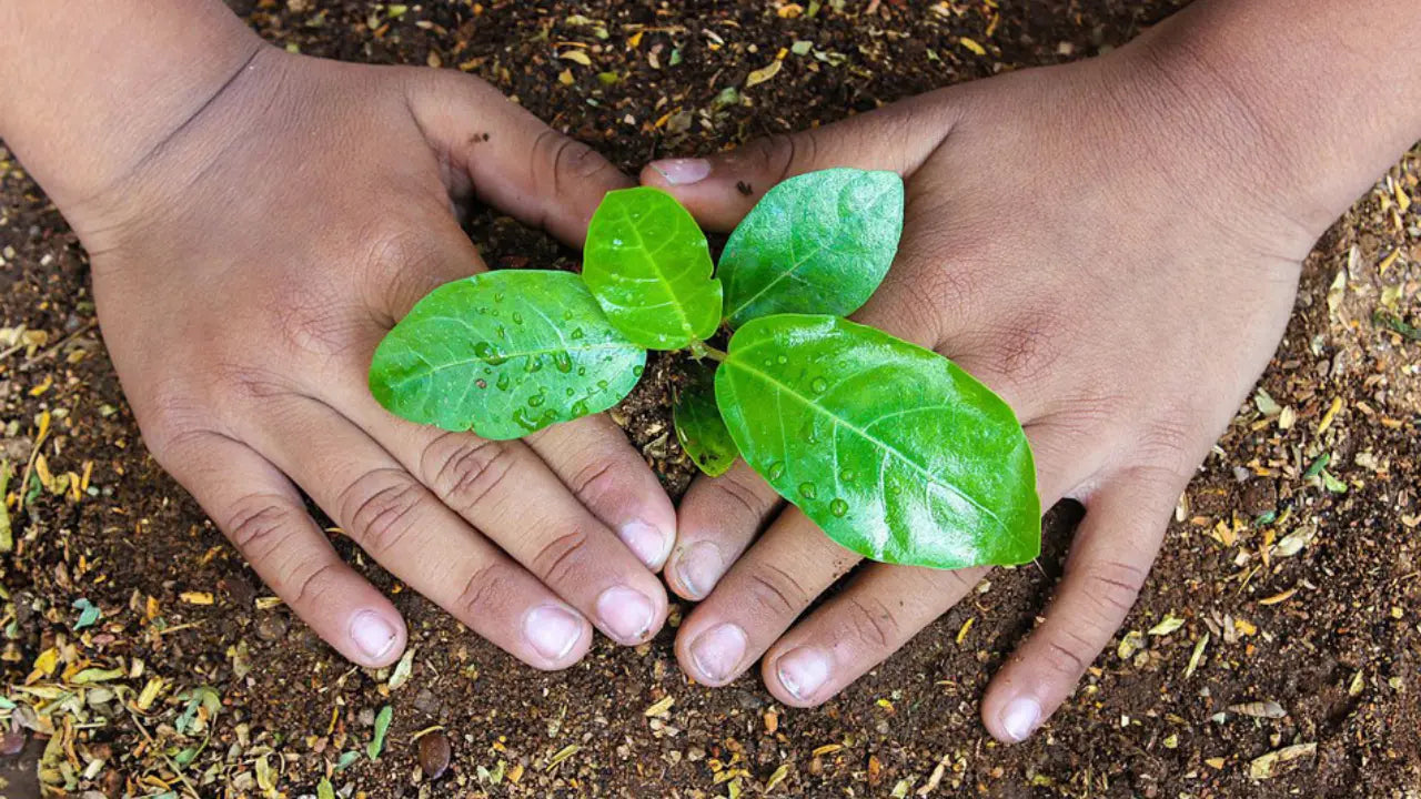 Seeds or Cuttings: What’s the Best Way to Grow Your Plants?