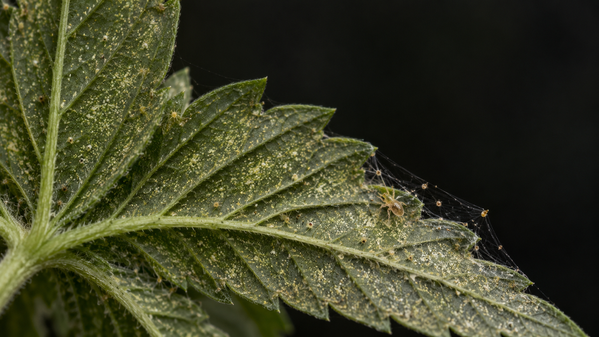 Spider Mites: How To Identify, Treat & Prevent Them