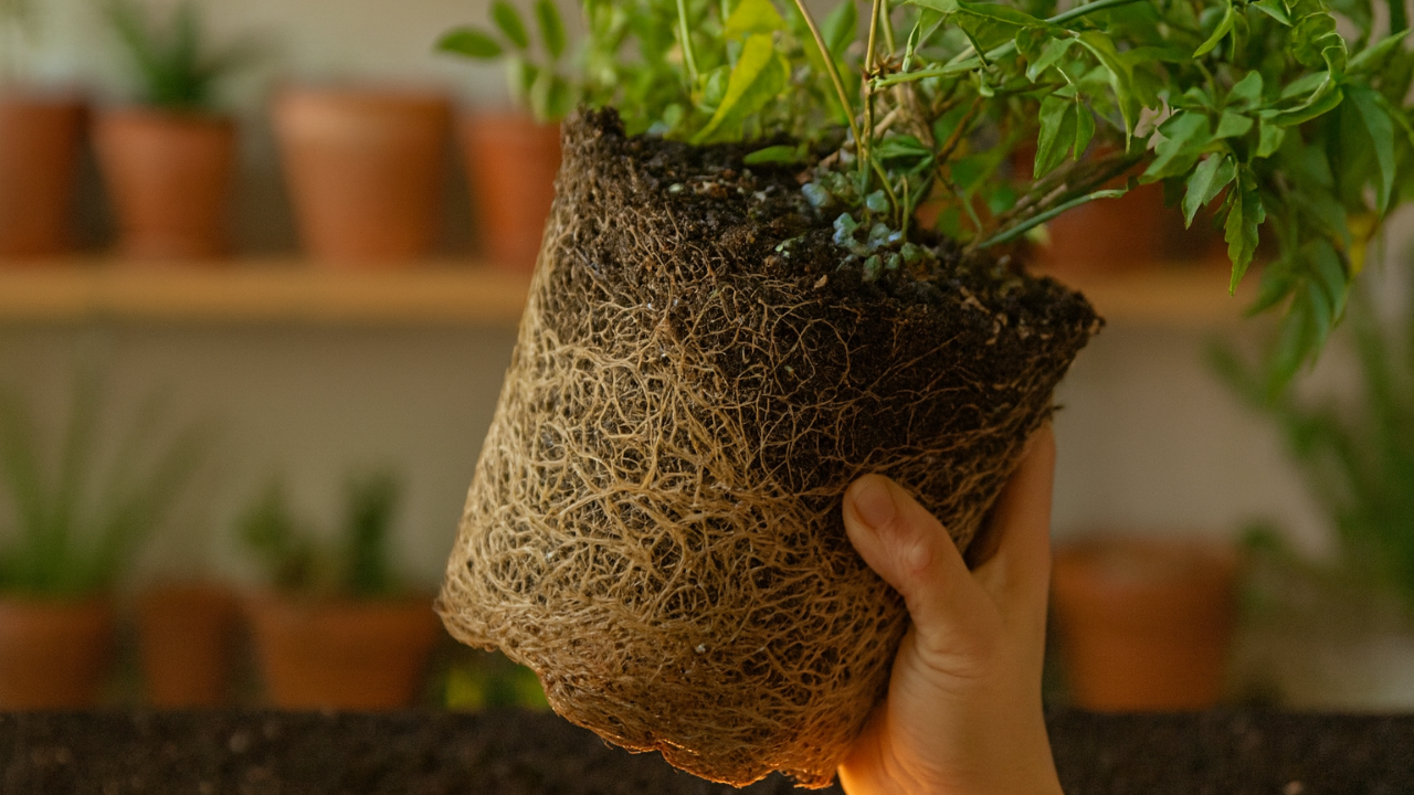 Plantas con raíces enredadas: el asesino silencioso de tu cuarto de cultivo (y cómo solucionarlo rápidamente)