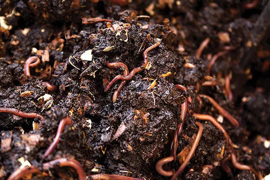 Organic Plant Nutrients
