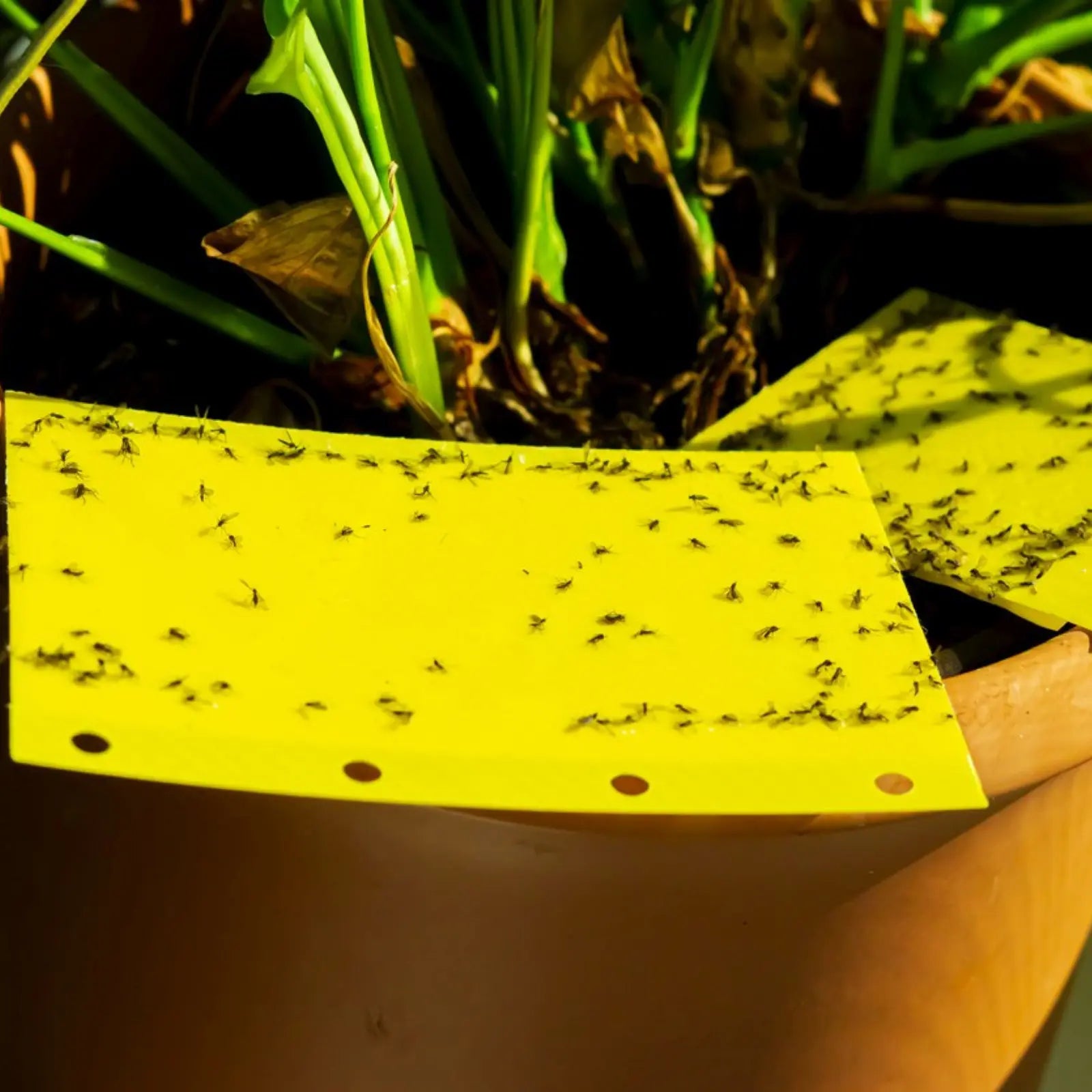 Fungus Gnat & Sciarid Fly Control