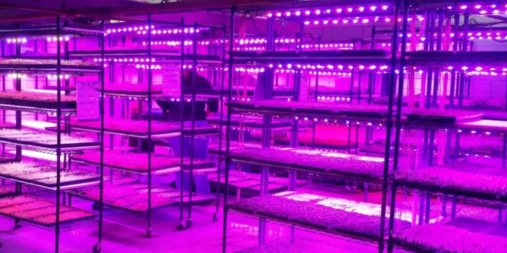 UV Lighting