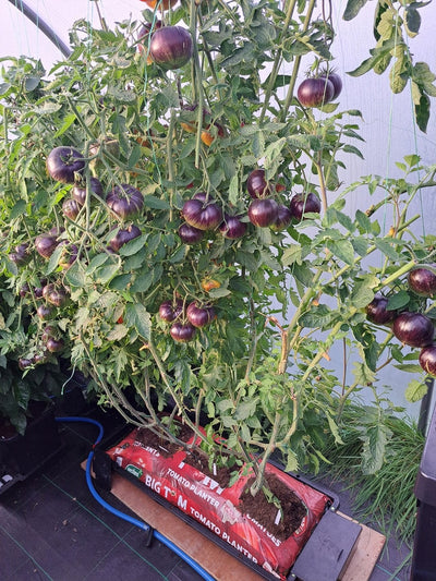 AutoPot Tray2Grow Slim Kit | Power-Free Watering Tray for Your Own Pots