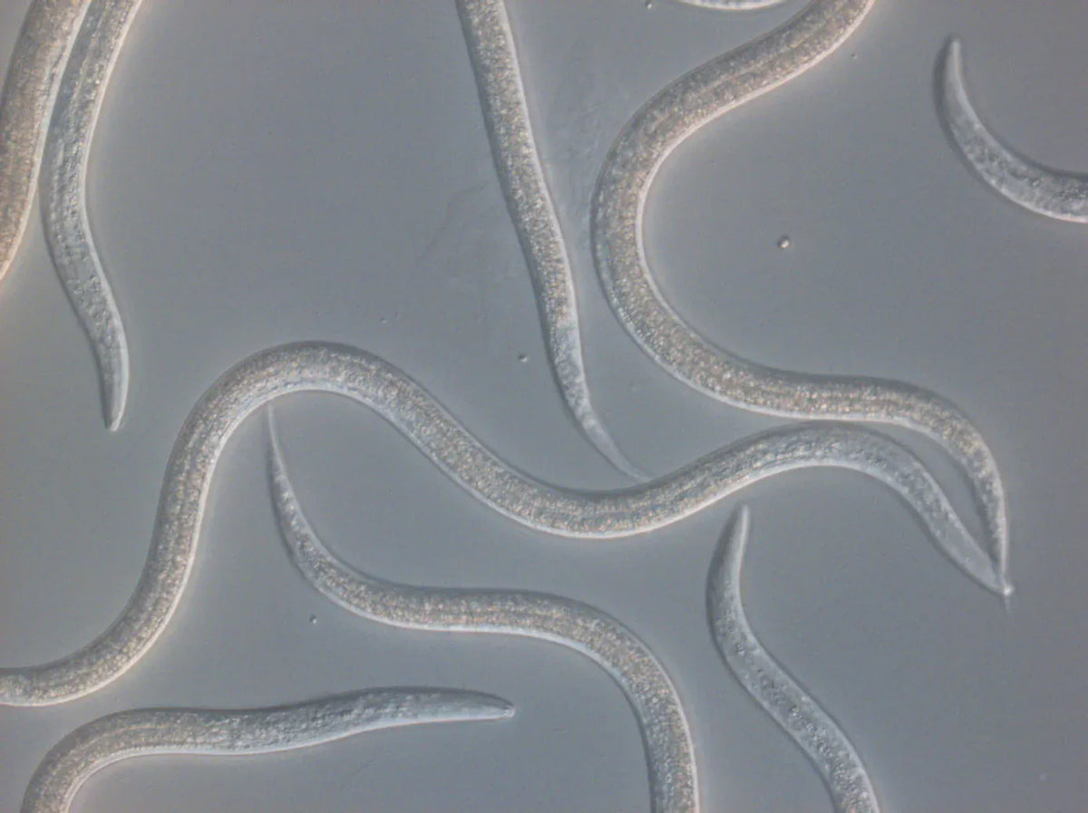 Entonem Beneficial Nematodes 50 Million (Steinernema feltiae) – Fungus Gnat & Thrips Control