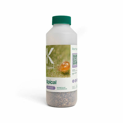 Spical PLUS Spider Mite Predators | Neoseiulus Californicus Predatory Mites