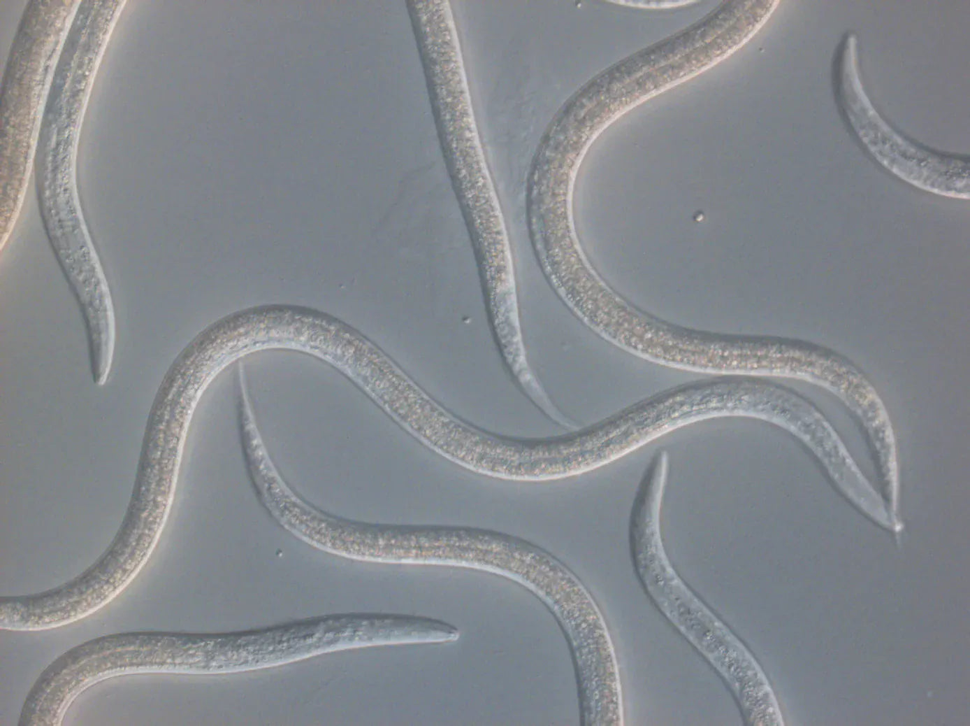 Entonem Beneficial Nematodes 50 Million (Steinernema feltiae) – Fungus Gnat & Thrips Control