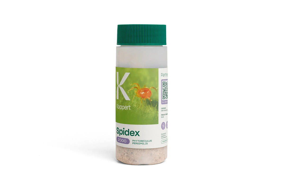 Spidex (ehemals Phytoline) – Spinnmilben-Raubmilben