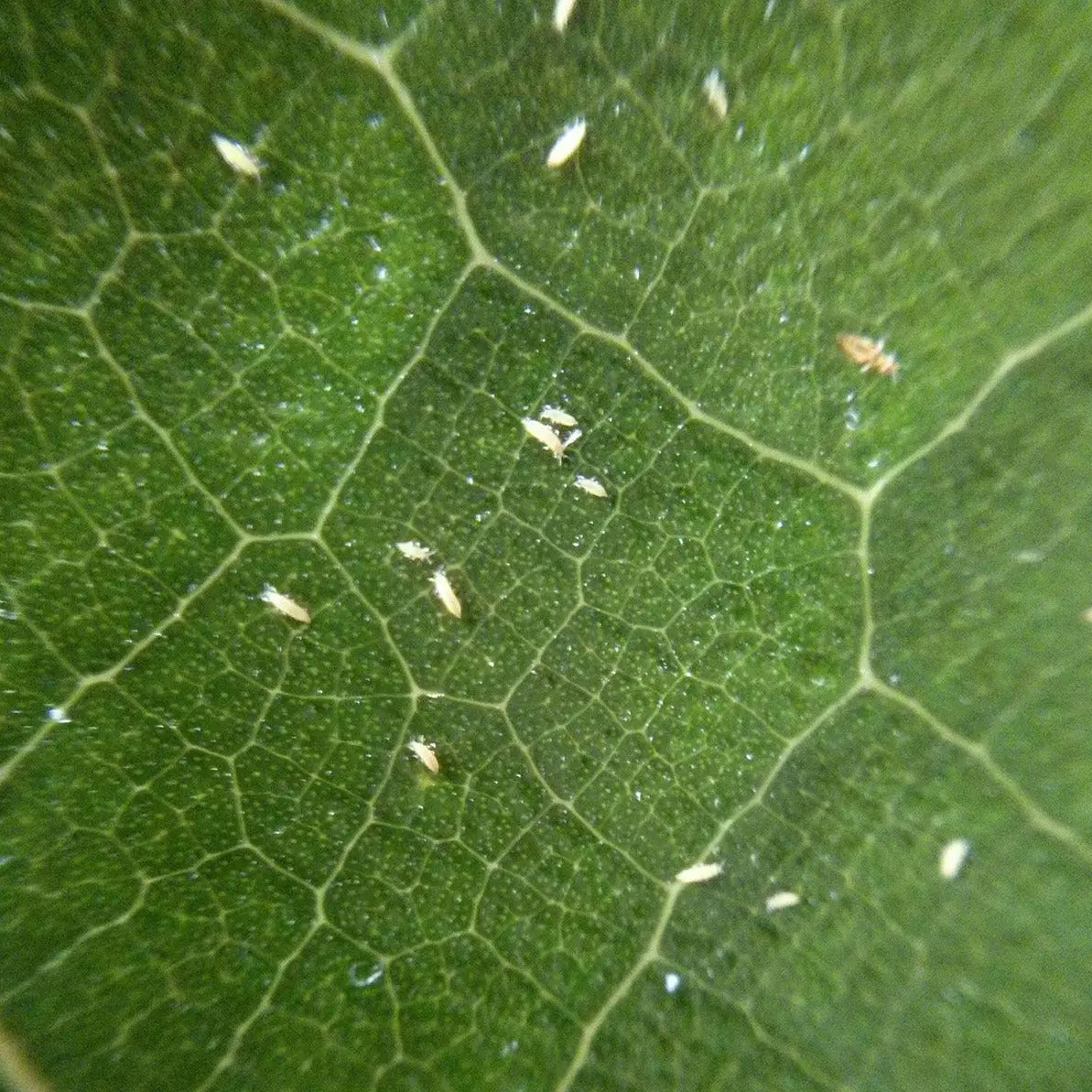 Amblyseius Swirskii – Röhrchen mit 50.000 Prädatoren gegen Thrips (SWIRS)