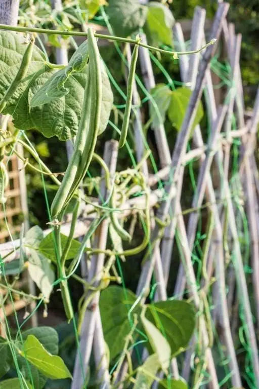 Erbsen- und Bohnennetz