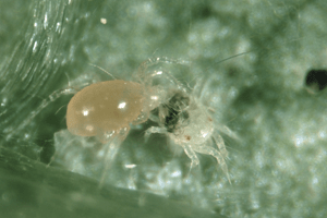 Pest & Diseases Phytoline - Spider Mite Predators